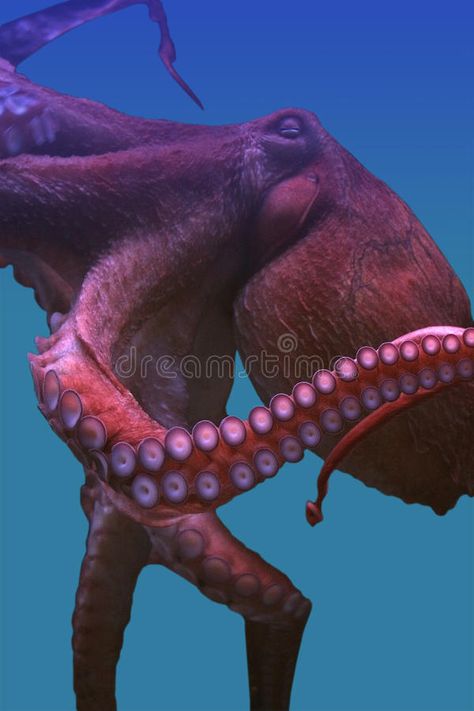 Colourful Octopus, Octopus Underwater, Octopus Photography, Common Octopus, Octopus Pictures, Giant Pacific Octopus, Octopus Drawing, Octopus Tattoos, Red Octopus