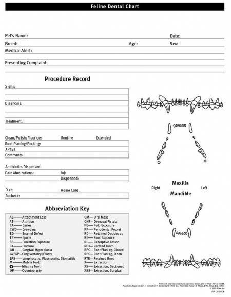 Feline Dental Chart/Form Veterinary Dental Chart, Feline Dental Chart, Veterinary Management, Gummy Bear Science Project, Veterinary Dentistry, Veterinarian Career, Dental Charting, Vet Tech School, Veterinary Nurse