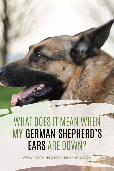 German Shepherds are well known for their large, triangular, and frankly adorable ears. As dogs primarily communicate through body language, the position of your dog’s ears can tell you a lot about what they’re thinking and feeling. It’s always worth paying attention to. They are also tied to your dog’s personality. Plus, it’s fun! German Shepherd Ears, Gsd Dog, Shepherd Dogs, Smart Dog, Dog Ear, Paying Attention, German Shepherds, Dog Gifs, German Shepherd Dogs