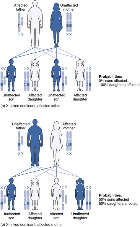 A chart of X-linked dominant inheritance patterns differs depending on whether (a) the father or (b) the mother is affected with the disease. (credit: U.S. National Library of Medicine) Genetics And Inheritance Notes, Genetics Infographic, Codominance Genetics, Genetic Counseling, Genetics Memes Funny, Genetic Algorithm, X Chromosome, Genetic Diseases, Interesting Science Facts