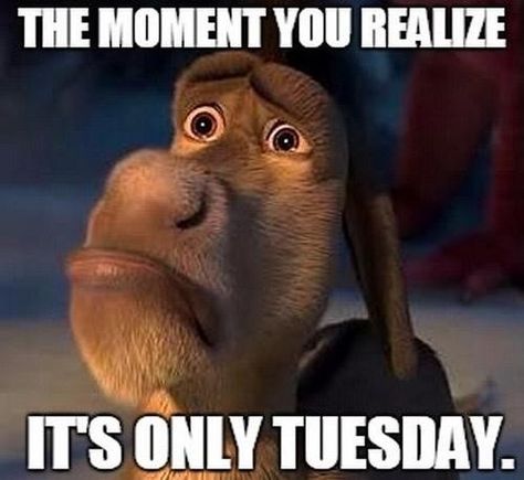 It's only Tuesday Happy Birthday Crazy Lady, Funny Tuesday, Happy Birthday Little Sister, Tuesday Meme, Happy Birthday Dear Sister, Its Only Tuesday, The Moment You Realize, Birthday Quotes For Daughter, Good Morning Funny Pictures