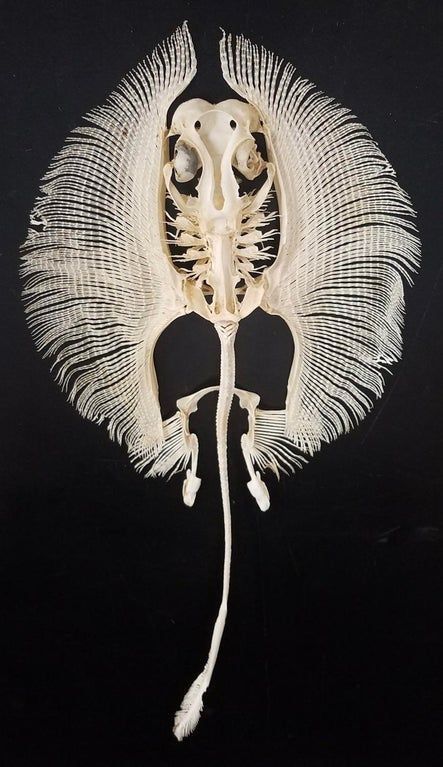 Stingray Skeleton, Animal Skeleton, Strange Animals, Skull Reference, Animal Skeletons, Vulture Culture, Creation Art, Skeleton Art, Animal Bones