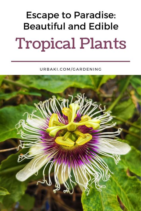 Escape to a tropical paradise without leaving your yard! With these amazing edible tropical plants, you can bring the vibrant colors and flavors of the tropics to your garden and kitchen. Not only will they add a stunning visual appeal to your outdoor space, but they'll also add a unique twist to your culinary creations. Imagine savoring the taste of juicy pineapples, and fragrant lemongrass right from your own garden. These edible plants are the perfect way to add excitement to your garden! Edible Tropical Garden, Florida Edible Landscaping, Vegtable Garden, Moringa Tree, Jungle Gardens, Tropical Oasis, Garden Plans, Indoor Flowers, Low Maintenance Plants