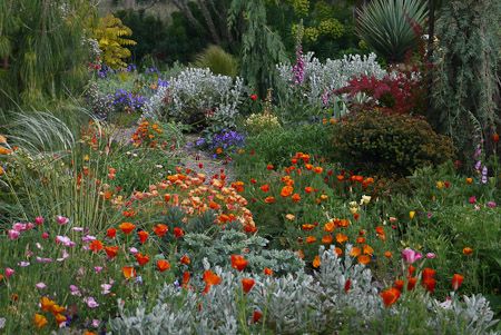 Brachyglottis Greyi, Northern Garden, Portland Garden, Pnw Garden, Pacific Northwest Garden, Northwest Flowers, Northwest Garden, Oregon Garden, Northwest Landscaping