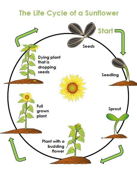 Preschoolers will learn ALL ABOUT sunflowers and how they grow with this FREE DOWNLOAD!  This unit is FULL of activities and educational experiences to help your learner grow! Plant Life Cycle Project, Plants Life Cycle Activities, Plant Life Cycle Worksheet, Flower Life Cycle, Sunflower Life Cycle, Cycle For Kids, How Plants Grow, Life Cycles Activities, Planting For Kids