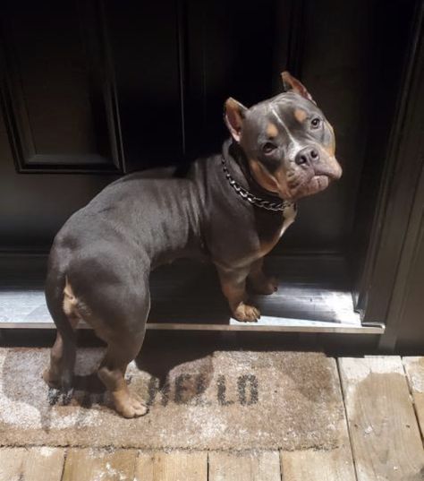 Pitbull Bulldog Mix Dogs, Xl Pitbull Puppies, Pocket American Bully, Pocket Bully Dogs, American Bully Aesthetic, Pocket Pitties, Short Pitbull, Mini Pitbull, American Bully Classic