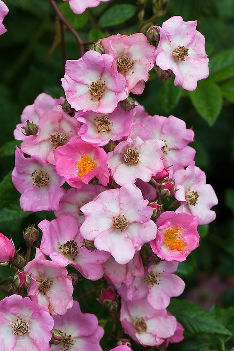 Rosa 'Ballerina' | Alan Buckingham Deep Pink Flowers, Ballerina Flower, Musk Rose, Late Autumn, Deep Pink, Pale Pink, Flower Garden, Pink Flowers, Photo Sharing