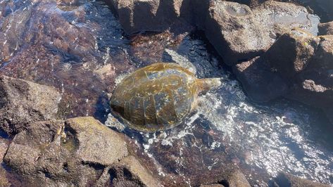 ocean, hawaii, turtle Hawaii, Pins