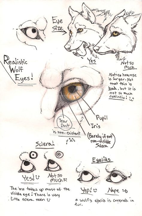 Wolf eyes some simple bits I guess :/ just interesting information ^^ Disclaimer: ----------------------------- This and other pages like this aren't meant to Scold or preach in any way. They're in... Ako Kresliť, Peg Boards, Eye Anatomy, Wolf Sketch, Realistic Eye Drawing, Wolf Eyes, Drawing Eyes, Wolf Drawing, Studio Ideas