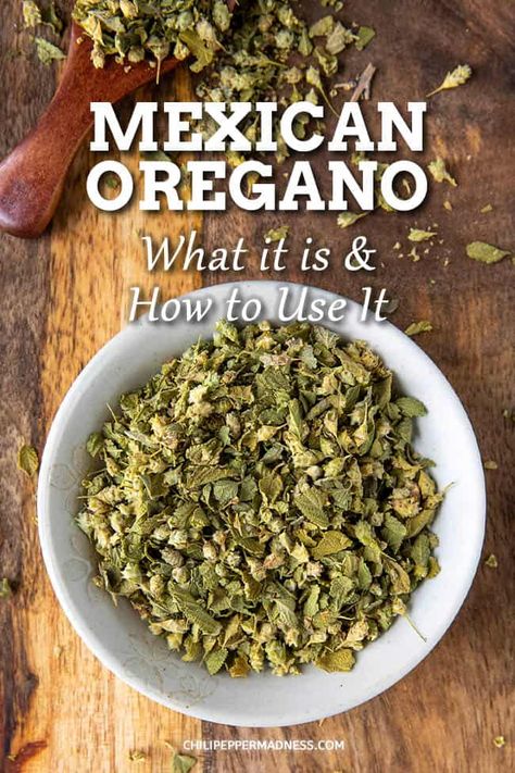 Recipes Using Mexican Oregano, Mexican Oregano Plant, Mexican Oregano Recipes, Cuban Oregano Recipes, Tortilla Pinwheels Recipe, Cuban Oregano, Oregano Recipes, Mexican Oregano, Oregano Plant