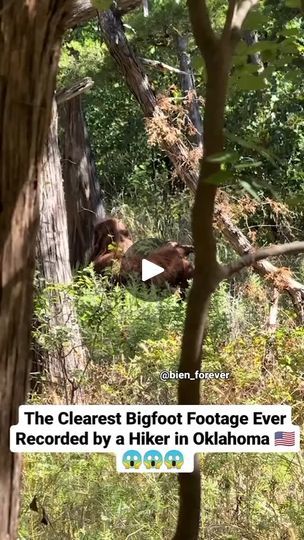 Recent Bigfoot Sightings, Real Bigfoot Pictures, Bigfoot Footage, Real Bigfoot, Bigfoot Pictures, Forest People, Bigfoot Sightings, Bigfoot Humor, Bigfoot Sasquatch