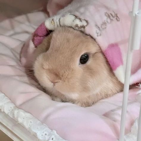 𝙄𝙣 𝙡𝙤𝙫𝙚 𝙬𝙞𝙩𝙝 𝙩𝙝𝙞𝙨 𝙡𝙞𝙩𝙩𝙡𝙚 𝙛𝙡𝙪𝙛𝙛𝙗𝙖𝙡𝙡. #cuteanimals #bunny #rabbit #pink #aesthetic #pet #petlovers #cuties #instagood #instalove #instamood #instagram #wallpaper #rabbitlife #photo #photoshoot #girly Photoshoot Girly, Bunny Photoshoot, Tiny Baby Animals, Rabbit Life, Aesthetic Dream, Bunny Names, Bunny Pictures, Pet Bunny