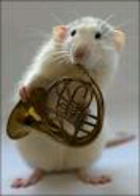 It plays what I play the French horn French Horn Memes, French Horn Humor, French Horn Music, Class Memes, Band Jokes, Music Jokes, Band Nerd, A Rat, Cute Rats