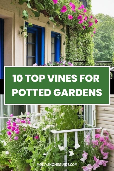 Discover the best vines for pots and containers to elevate your balcony or patio. Explore a variety of climbing plants suitable for small spaces, such as clematis, with our helpful tips. Learn how to cultivate annual flowers in containers to create a vibrant and lush outdoor oasis. Whether you are looking for tips on growing clematis in pots or seeking inspiration for your container garden, our collection of vines and climbers is perfect for adding greenery to your urban living environment. Annual Flowers In Containers, Clematis In Pots, Flowers In Containers, Growing Clematis, Potted Gardens, Mandevilla Vine, Sweet Smelling Flowers, Climbing Flowers, Clematis Vine