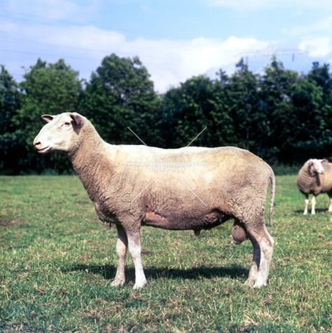 Sheep Side Profile, Sheep Side View, Mom Calendar, Lake District National Park, Animal References, Reference Photos, Lake District, Side View, Art Reference Photos