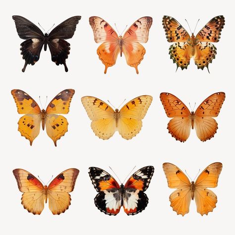 Editable real pressed butterfly design element set | premium image by rawpixel.com / Nunny Butterfly Greenhouse, Pressed Butterfly, Butterfly Photo, Butterfly Photos, Animal Illustrations, Reference Photos, Butterfly Design, Digital Sticker, Free Design Resources