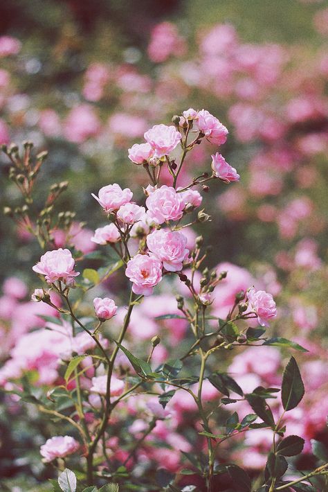 ღϠ₡ღ✻ Pink Rose Photography, Pink Wild Flowers, Wild Rose Flower, Pink Wildflowers, Bee Friendly Plants, Vegetable Garden Diy, Nature Garden, Little Garden, Wild Rose