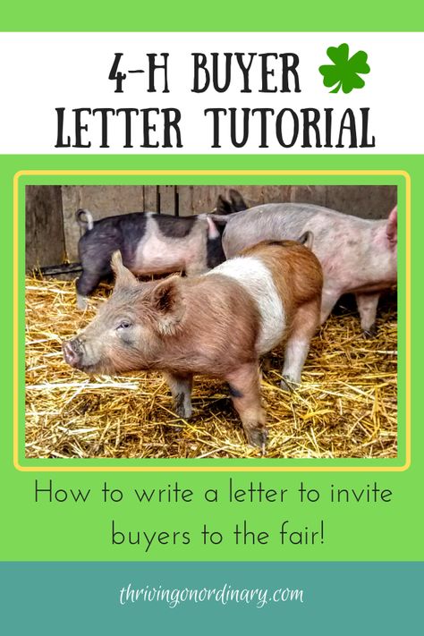 How to Write a 4-H Buyer Letter. Tutorial on how to write a better letter to get buyers to your livestock auction. Raising kids, tween, teens. 4-H. FFA. Animal projects. Market animals. Fair auction. 4h Fair, Letter Tutorial, Livestock Judging, Stall Decorations, Pig Showing, 4 H Club, Show Goats, Raising Pigs, Pig Pen