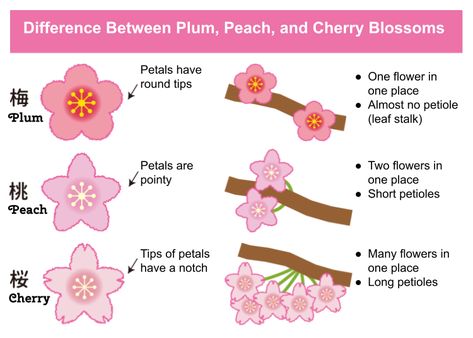 Cherry, Peach, and Plum Blossoms – How You Can Tell Them Apart! | LIVE JAPAN travel guide Peach Tree Flowers, Cherry Blossom Images, Yoshino Cherry Tree, Plum Leaves, Cherry Blossom Petals, Peach Tree, Tree Flowers, Cherry Blossom Season, Plum Tree