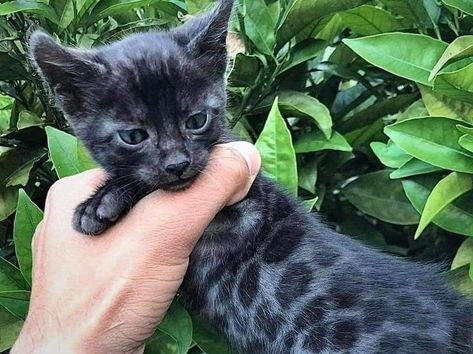 Black Melanistic Bengal Cat Black Bengal Cat, Gato Bengali, Bengal Kitten, Savannah Cat, Gorgeous Cats, Silly Cats Pictures, Black Kitten, Life Aesthetic, Pretty Animals