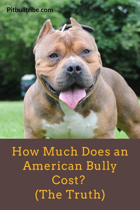 How Much Does an American Bully Cost? (The Truth) - PitBullTribe.com Standard American Bully, American Bully Classic, Xl American Bully, American Bully Puppy, American Bully Kennels, American Bully Pocket, American Bully Dog, Bully Xl, American Bullies