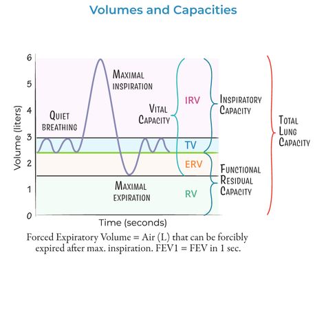 Lung Volumes & Capacities Volume And Capacity, Respiratory Therapy, Heart And Lungs, Medical School, Zoology, Life Science, Medicine, Medical