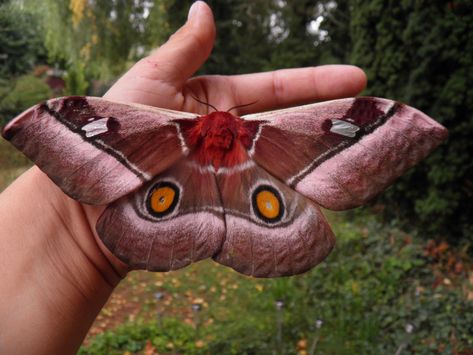 Saturniidae Moth, Cabbage Tree, Emperor Moth, Edible Insects, Tropical Africa, Moth Caterpillar, Cool Bugs, Rubber Tree, Caterpillar