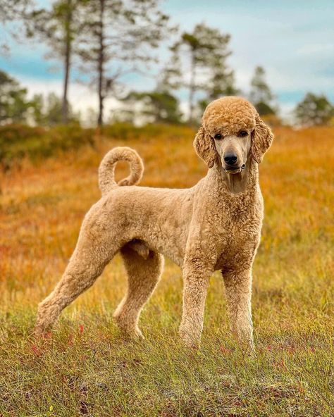 Standard Poodle Photography, Poodle Styles, Toy Poodle Size, Dog Oc, Poodle Haircut Styles, Poodle Haircut, Poodle Dogs, Poodle Cuts, Toy Poodles