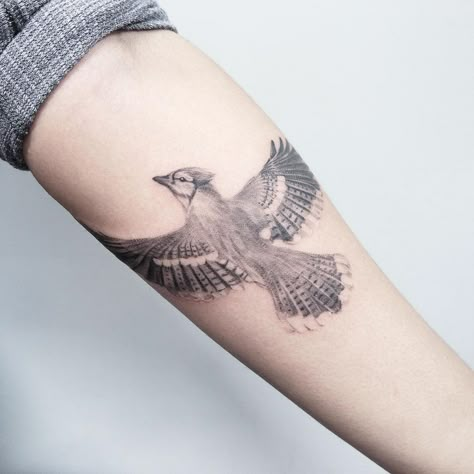 Blue Jay Flying Tattoo, Neo Traditional Blue Jay Tattoo, Tiny Blue Jay Tattoo, Steller Jay Tattoo, Blue Jay Tattoo Design, Stellar Jay Tattoo, Blue Jays Tattoo, Blue Jay Tattoo Black And White, Cardinal And Blue Jay Tattoo