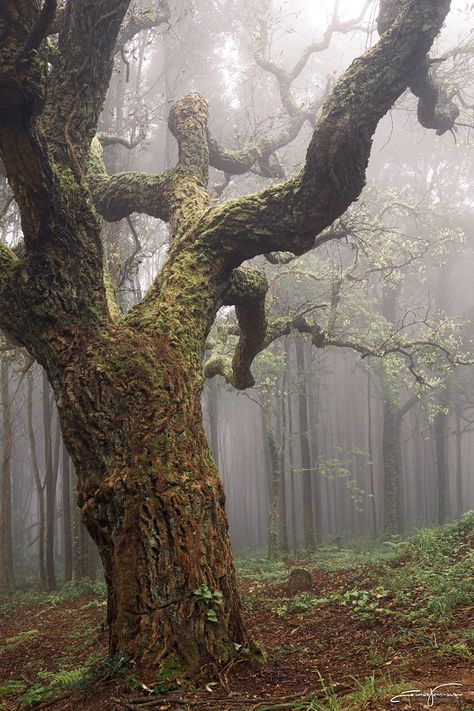 Dark Oak Aesthetic, Oak Forest Aesthetic, Old Forest Aesthetic, Bog Witch Aesthetic, Oak Tree Aesthetic, Jessicacore Aesthetic, Exile Aesthetic, Evelina Core, Nature Witch Aesthetic