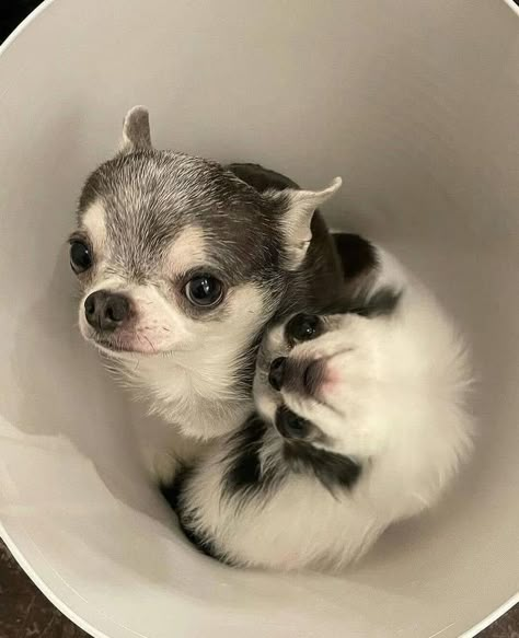 Chiuaua Dog Aesthetic, Cute Chihuahua Puppies, Chihuahua Aesthetic Wallpaper, Chihuahua Aesthetic, Dog Aesthetic Chihuahua, Y2k Chihuahua, Baby Chihuahua, Chihuahua Lover, Cute Chihuahua