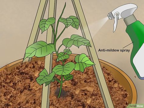 How to Grow Cucumbers in Pots (with Pictures) - wikiHow Plant Cucumbers In Pots, Cucumber In Pots, Cucumber Plants In Pots, Balcony Trees, Tennessee Gardening, Cucumbers In Pots, Plant Cucumbers, Vege Patch, How To Grow Cucumbers