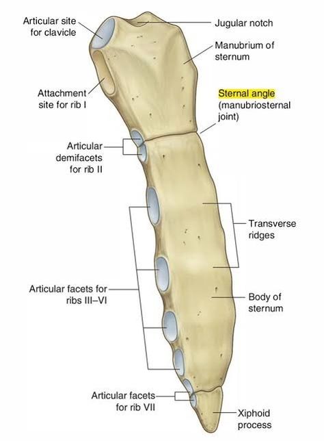 Human Body Science Projects, Joints Anatomy, Anatomy Flashcards, Human Skeleton Anatomy, Skin Anatomy, Human Body Science, Anatomy Bones, Physical Therapy Assistant, Basic Anatomy And Physiology