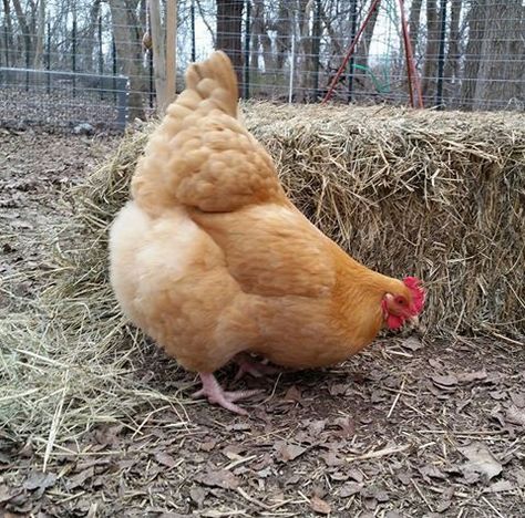 Buff Orpington Chicken, Orpington Chickens, Buff Orpington Chickens, Buff Orpington, Fat Bird, Chicken Pictures, Fancy Chickens, Chicken Life, Beautiful Chickens