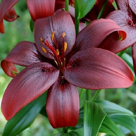 Royal Kiss Asiatic Lily (3/Bag)  2  -3' tall with early-midsummer bloom. Big and dramatic deep maroon/black blooms are stunning planted in large groupings or next to bright colored flowers. Unscented.  Plant in full sun. Zones 3-9. 3 bulbs per package. 12/14cm bulb.   gilberthwild.com/product/royal-kiss-asiatic/ Asiatic Lily, Asiatic Lilies, Kiss, Wedding Flowers, Lily, Flowers, Plants