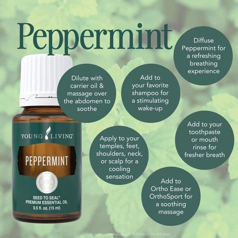 Pass the Mints! There's something about mint scents that open up the breathing and awaken the senses. Young Living offers three mint oils, including Peppermint, Spearmint, and Wintergreen. Peppermint essential oil is perfect for cooling, which can help soothe muscles and provide a burst of energy. Spearmint oil has a milder, sweeter minty aroma that can uplift the mood and aid digestion. Wintergreen, with its fresh and invigorating scent, is often used to soothe muscles and support joint hea... Mint Essential Oil, Mint Oil, Peppermint Essential Oil, Carrier Oils, Young Living, Open Up, Peppermint, Essential Oil, Muscles