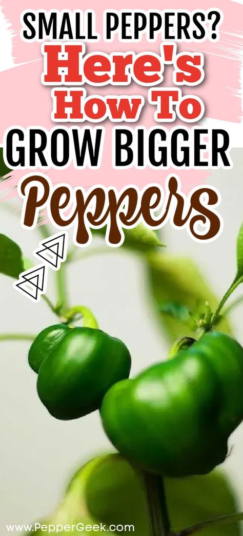 Plant Bell Peppers Seeds, Green Peppers Growing, Green Pepper Plants How To Grow, Bell Pepper Plants How To Grow, Growing Peppers In Garden, How To Grow Bell Peppers From Seeds, How To Grow Peppers, Pepper Plants Growing, Growing Green Peppers