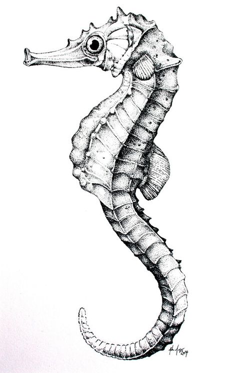 Seahorse Drawing, Life Reference, View Drawing, Seahorse Tattoo, Sea Creatures Art, Seahorse Art, Stippling Art, Ocean Tattoos, Sea Life Art