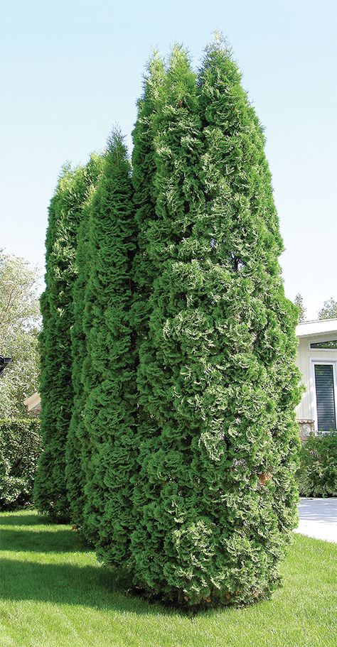 Cedar trees in Winter - Canada's Local Gardener magazine White Cedar Tree, Trees In Winter, Importance Of Water, Dug Up, White Cedar, Cedar Trees, Clay Soil, Water Resources, Tree Roots