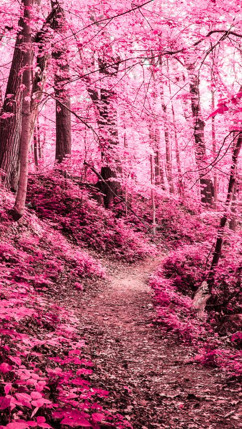 Хотела бы побывать в таком лесу! Красота! Pink Forest, In The Woods, Pink Flowers, Trees, Forest, Flowers, Pink