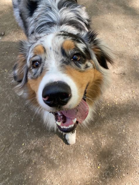 Aussie Shepard Puppy, Border Collie X Australian Shepherd, Aussie Shepherd Aesthetic, Cute Aussie Puppies, Aesthetic Australian Shepherd, Cute Farm Dogs, Working Australian Shepherd, Alopekis Dog, Australian Shepherd Aesthetic