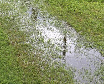 Rain Garden Plants Shade, Rain Garden Design, Landscape Drainage, Yard Drainage, Bog Garden, Outside Plants, Best Plants, Rain Garden, Garden Yard Ideas