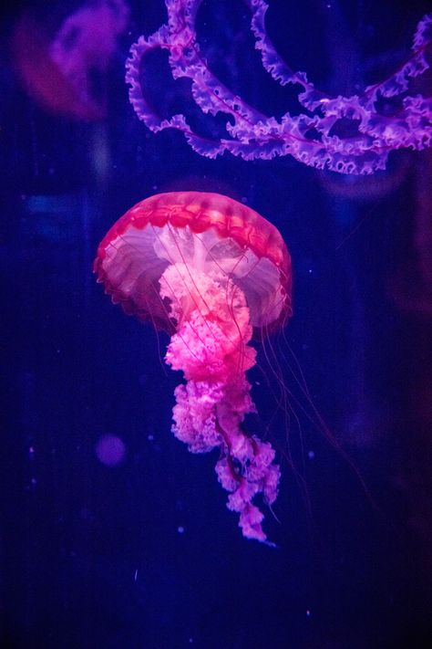 Jellyfish Real, Real Jellyfish, Jellyfish Pictures, Colorful Jellyfish, Jelly Fish, Playlist Covers, Omniscient Readers Viewpoint, Alain Delon, Spotify Playlist