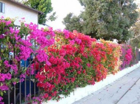 Tips and tricks to grow better Bougainvillea                                                                                                                                                                                 More Bougainvillea Trellis, Bougainvillea Colors, Lost Horizon, Backyard Plan, Garden Vines, Backyard Privacy, Garden Walkway, Dry Creek, Bougainvillea