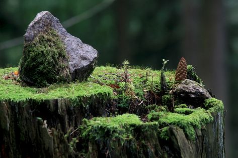 Mini Zen Garden, Moss Covered, Moss Garden, Tree Stump, Mini Garden, Zen Garden, Green Aesthetic, Land Scape, Natural World