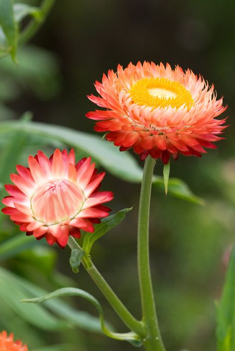 Helichrysum Bracteatum, Botanical Reference, Paper Daisies, Cranesbill Geranium, Greenery Flowers, Australian Natives, Flannel Flower, Paper Daisy, Australian Flowers