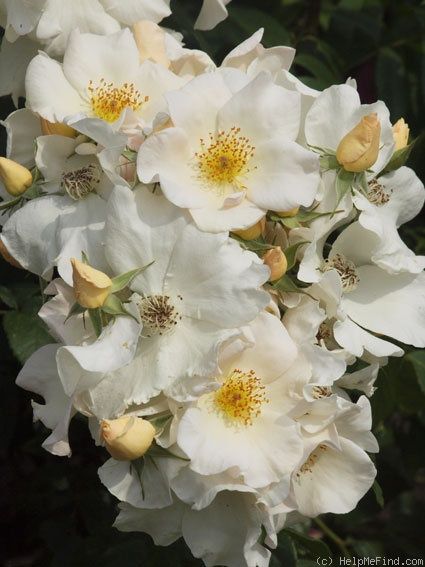 'Sally Holmes (Hybrid Musk, Holmes, 1976)' rose, click to enlarge  (this is what she looks like in my yard now that she's mature)   This is not my photo White Musk Flower, Musk Rose, Climbing Rose, Growing Roses, Botanical Collection, Rose Bush, Botanical Beauty, Flowering Shrubs, Climbing Roses