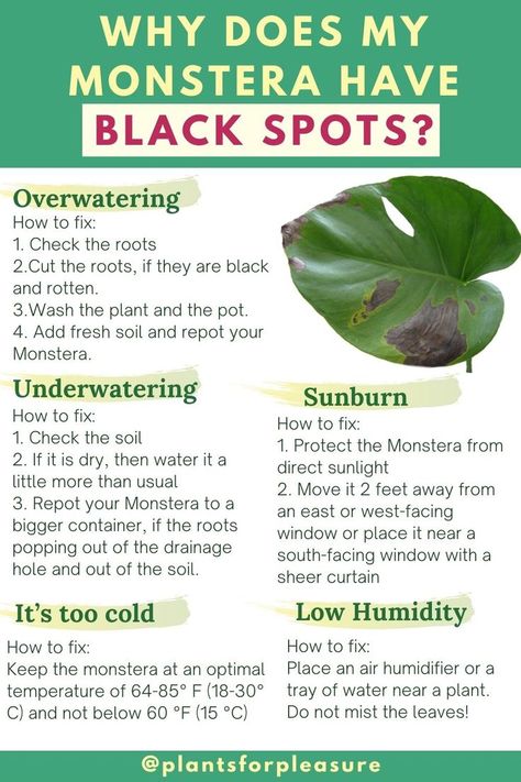 Why does my monstera have black spots? Monstera leaves turn black if you don't take care of a plant properly. Here are the 5 most common causes of black spots on monstera leaves. Save this cheat sheet with tips on how to combat this. Help your plant grow healthy :) #monsterahouseplant #monsteraplantcare #monsteracare Monstera Plant Care Tips, Monstera Care Tips, Monsters Plant Care, Brown Spots On Monstera Leaves, Mini Monstera Plant Care, Monstera Care Guide, Monstera Adonsaii, Monstera Plant Problems, Cheese Plant Care