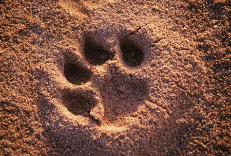 Kenya - Tsavo lion paw print - corbisimages.com Lion Paw Print, Lion Wildlife, Cat Footprint, Animal Footprints, Lion Paw, Cat Reference, Pokemon Oc, Lion Pictures, African Lion