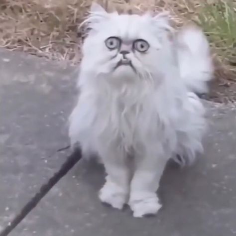 cats n stuff on Instagram: “Cat goes ugly mode” White